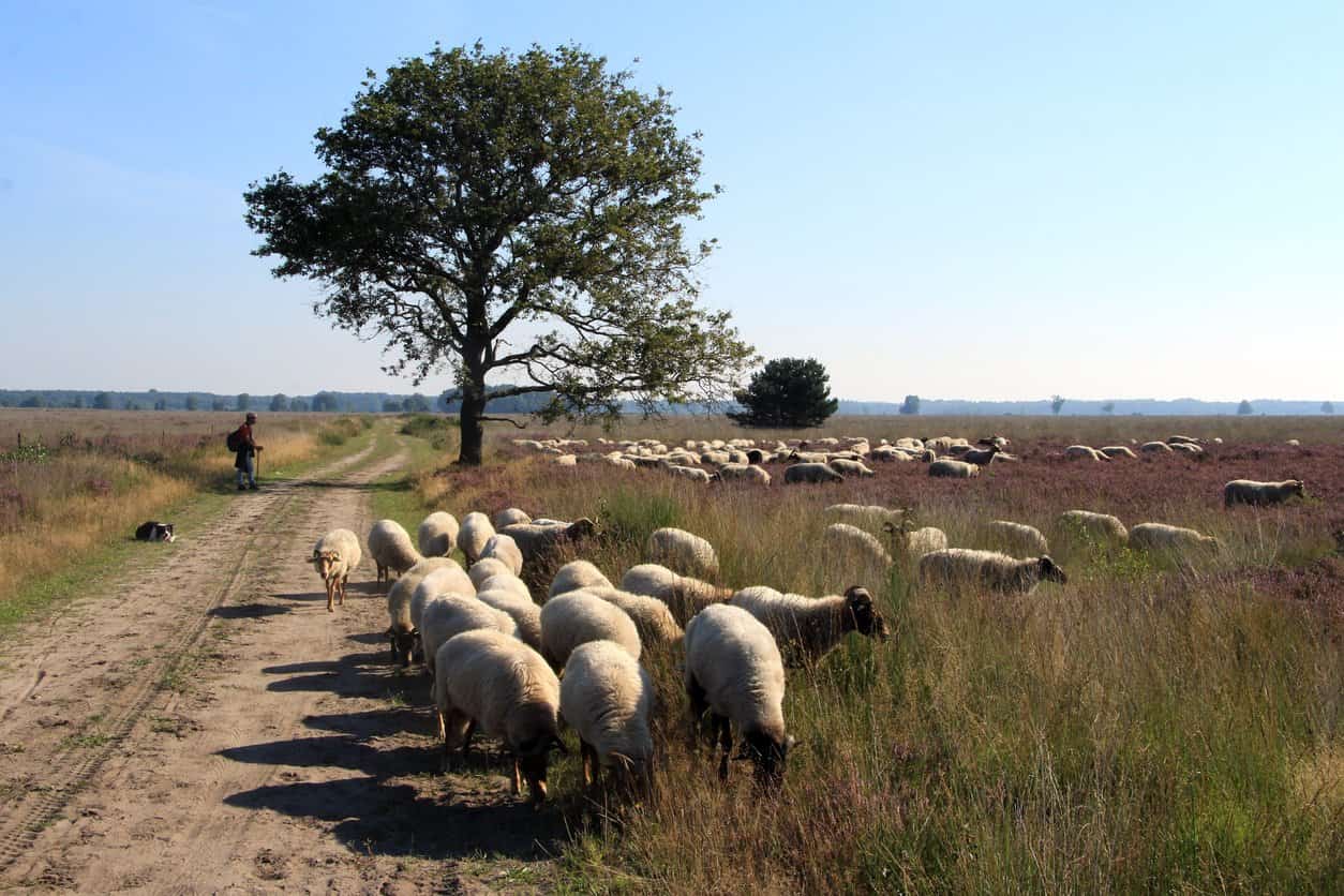 Bloeiende paarse heide in Drenthe, op loopafstand van Huis ter Huynen in Zeijen