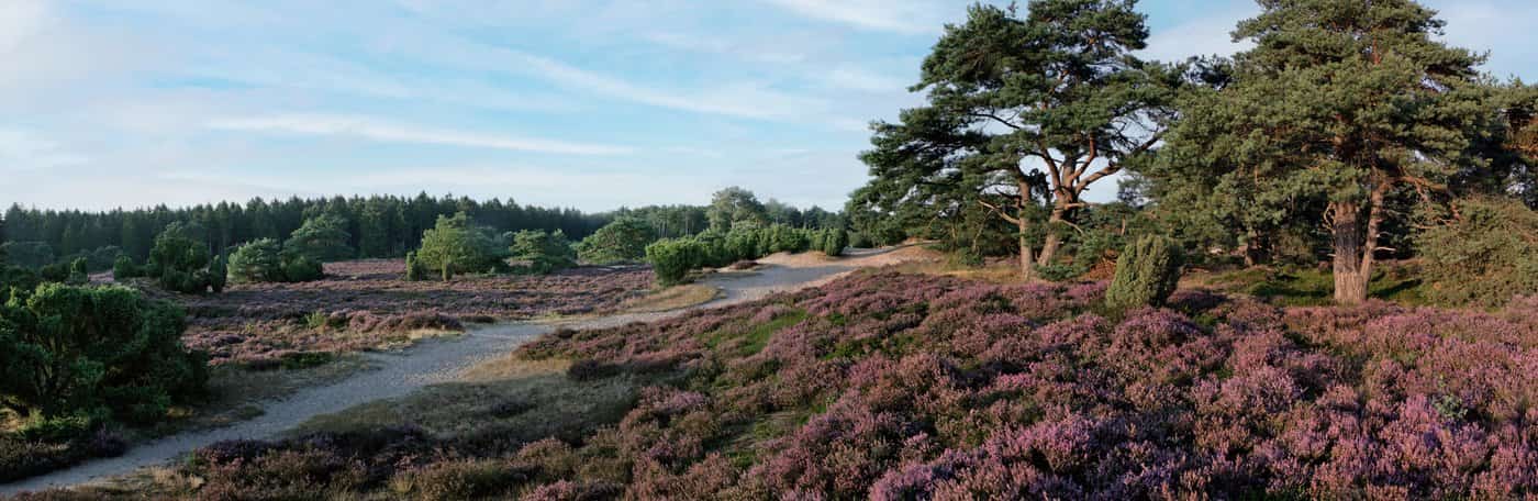 Drents heidelandschap nabij Zeijen, op korte rijafstand van Veenhuizen